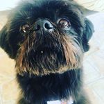 Profile Picture of bob (@bob_shih_tzu) on Instagram