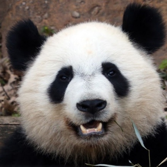 Profile Picture of Sebastian Toro (@maskedsebas) on Poshmark