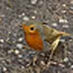 Profile Picture of Gordon Smith (@scotrish still busy) on Flickr