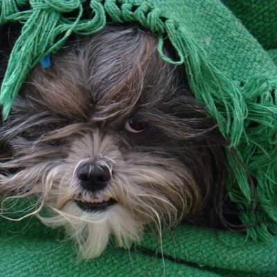 Profile Picture of Mauricio Salazar (@macampos2009) on Twitter