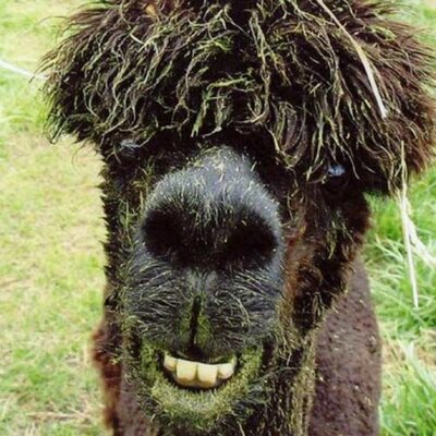 Profile Picture of Kevin Sorrels (@RumPunched) on Twitter
