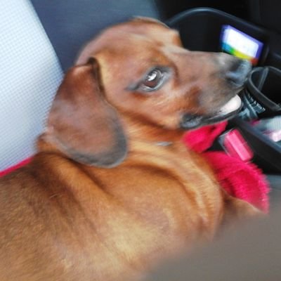 Profile Picture of Jackie Phillips (@JackieP61930460) on Twitter