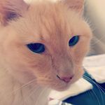 Profile Picture of tamara tanner (@tannertamara) on Instagram