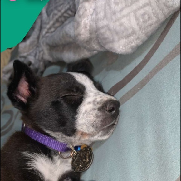 Monica Rzeszuto - Poshmark Profile Picture of Monica Rzeszuto (@rzeszuto1471) on Poshmark