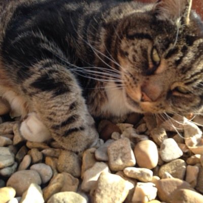 Profile Picture of Sharon Ireland (@Blue_lady65) on Twitter