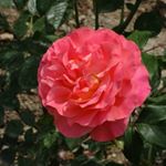 Profile Picture of Hardin (@hardinabagaillux) on Instagram