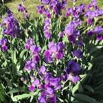 Profile Picture of Joanne Spataro (@jojo_micciola_spataro) on Instagram