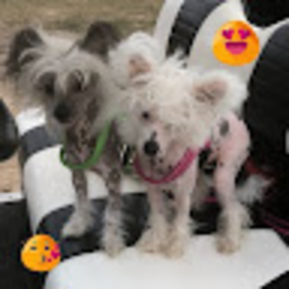 Profile Picture of Rene Spencer (@twiggybear4) on Poshmark