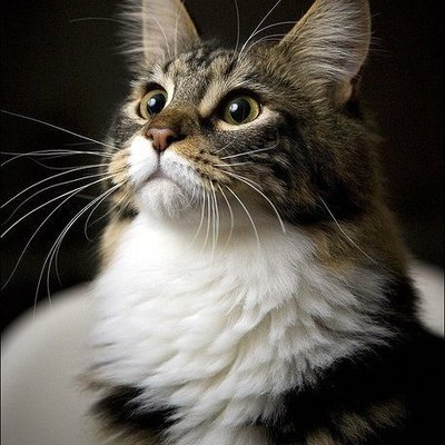 Profile Picture of Мирра (@Mirra_Schwartz_) on Twitter