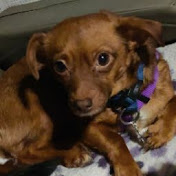 Profile Picture of Hannah Workman (@hpwrkmn) on Youtube