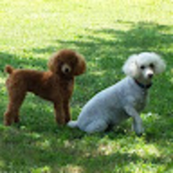 Profile Picture of Marce Mingorance (@marcemingorance) on Poshmark