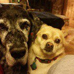 Profile Picture of Paula Ashen (@thebravepuffin) on Instagram