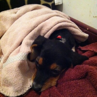 Profile Picture of Joshua Shumaker (@joshuashu) on Twitter