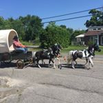 Profile Picture of Amanda St-Denis (@minihorsegirl) on Instagram