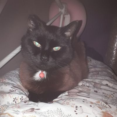Profile Picture of R.I.P Bloomer's Savage  🌈 😿 💔 (@SarahJaneSavag1) on Twitter