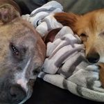 Profile Picture of Emmy & Shirley (@fox_and_bear) on Instagram