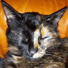 Profile Picture of Greg (@Goodspeed1704) on Twitter