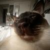 Profile Picture of carrie felts (@cfltz) on Tiktok