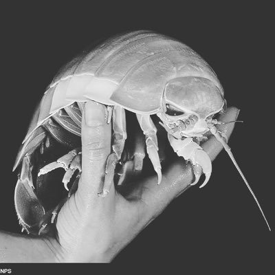 Profile Picture of Jake Scroggins (@JakePeppydue) on Twitter