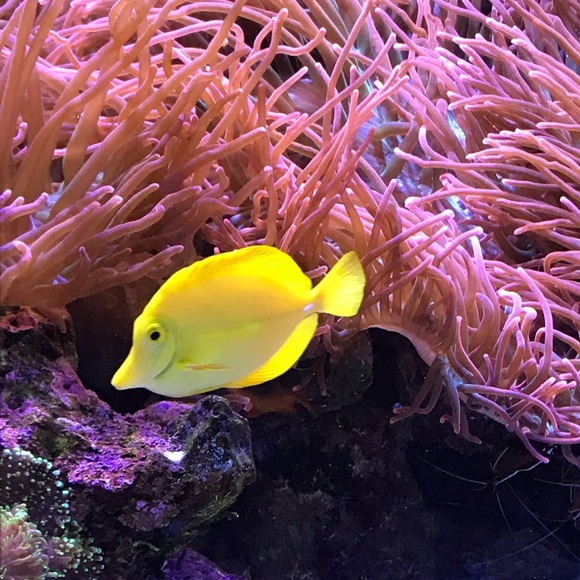 Profile Picture of Kaylee Tombs (@tombskale) on Poshmark