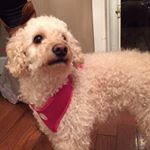 Violet Diaz - Instagram Profile Picture of Violet Diaz (@violet.diaz8) on Instagram