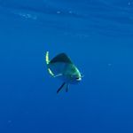 Profile Picture of Jason Bodden (@weather_or_knot_fishing) on Instagram