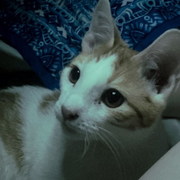 Profile Picture of Craig Kessner (@_starry_) on Poshmark