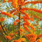 Profile Picture of Eugene (@eugenebattlesd) on Instagram