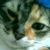 Profile Picture of Rosane Neto (@rosaneneto01) on Pinterest