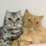 Profile Picture of Mr.Shaggy🐾Mr.Pare🐾Mrs.Minerva (@mrshaggyandpareboys) on Instagram