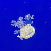 Profile Picture of Alex Starr (@lordstarr) on Youtube