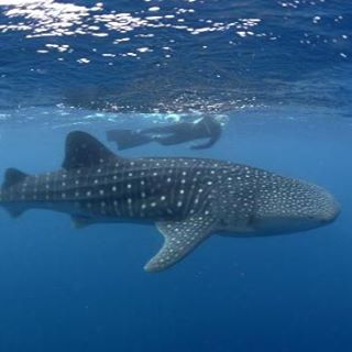 Profile Picture of Mohamed Diriye (@mohamed.diriye.372) on Facebook