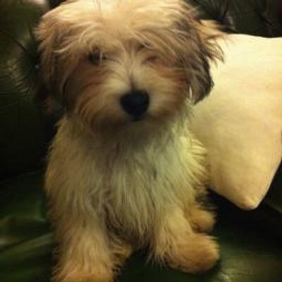 Profile Picture of Jo Woodward (@JoAndBert) on Twitter