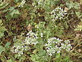 Profile Picture of Tordylium apulumon Wikipedia