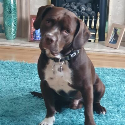 Profile Picture of Bob The Spaniel/Staffy Cross (@BobStaffy) on Twitter