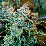 Profile Picture of brian helmetag (@smoak_up) on Instagram