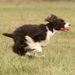Profile Picture of Polly Mumma (@springertigger) on Pinterest