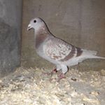 Profile Picture of Michael Monaghan (@pigeonracers) on Instagram