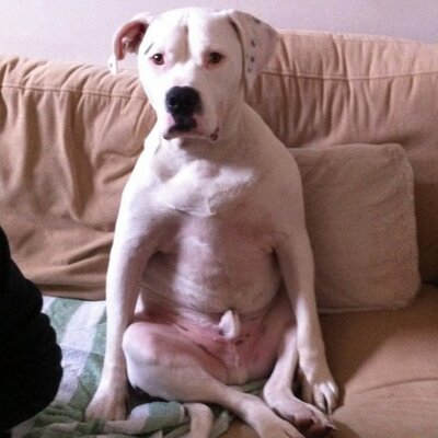 Profile Picture of Mike Iveson (@@bigmackem97) on Twitter