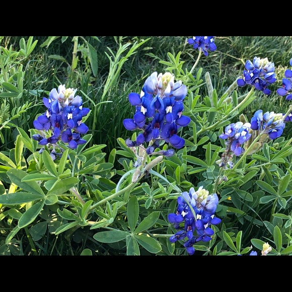 Profile Picture of Bhargavi Bodduluri (@bbodduluri) on Poshmark