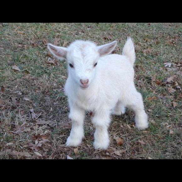 Profile Picture of Astrida J (@astriiida) on Poshmark