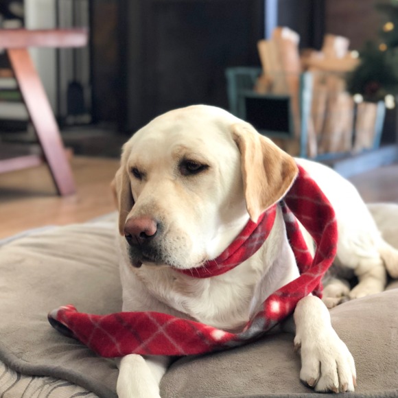 Profile Picture of Cheryl Hackett (@cmariehackett5) on Poshmark