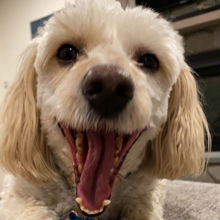 Profile Picture of Matthew Paley (@matthewpaley) on Tiktok
