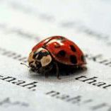 Profile Picture of Allison Skinner (@allicakes) on Pinterest