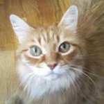 Profile Picture of Brian Wetstein (@popsongs59) on Instagram