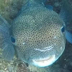 Profile Picture of Ronny Bergman (@rbergmandc.gmail.com) on Myspace