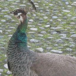 Profile Picture of Angelo Iannoneon Twitter