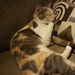 Profile Picture of phyllis (@phyllisviola_) on Instagram