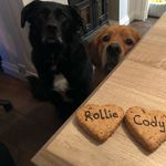 Profile Picture of Cody @ Rollie (@codyandrollie) on Instagram