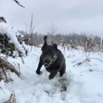 Profile Picture of Joel L. Gray (@caveinn_labradors) on Instagram